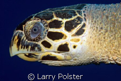 Hawksbill, D300, 105VR by Larry Polster 